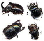 copris hispanus, typhaeus typhaeus, geotrupes mutator, chironitis irroratus