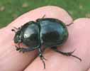 Geotrupes pyrenaeus), e n main.