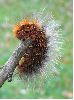 chenille d'écaille martre (à terme)