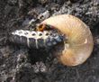 larve de carabe dévorant un escargot (cliché 4 sur 6)