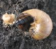 larve de carabe dévorant un escargot (cliché 5 sur 6)
