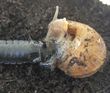 larve de carabe dévorant un escargot (cliché 1 sur 6)