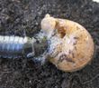 larve de carabe dévorant un escargot (cliché 2 sur 6)