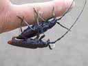 Cerambyx cerdo accouplés (sur ma main)