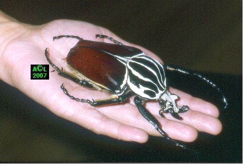 http://www.insectes-net.fr/cetoine/images/goliathus2.jpg