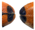 Apex élytral des Trichodes apiarius et alvearius