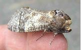 Cossus cossus: adulte de profil