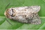 Cossus cossus: adulte de dessus
