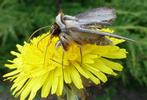 La Brèche ou Cucullie du bouillon blanc (Cucullia verbasci), le papillon  à butiner, photo  4.