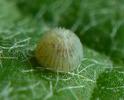 La Brèche ou Cucullie du bouillon blanc (Cucullia verbasci), détail d'un oeuf prêt à éclore.