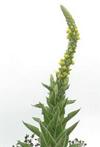 Molène ou Bouillon blanc (Verbascum thapsus), hampe florale.