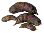 chrysalides de m&acirc;les et femelles