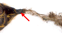 illustration du cr&eacute;master