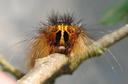 "portrait" de chenille Bombyx disparate