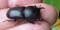 Dorcus adulte (photo 6)