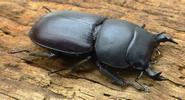 Dorcus adulte (photo 4)