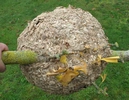 Frelon asiatique (Vespa velutina),  petit nid, vue extérieure.