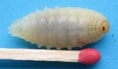 Frelon asiatique (Vespa velutina),  larve, détail et échelle.