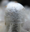 Frelon asiatique (Vespa velutina), cellule operculée, détail, photo 2