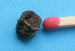 Frelon asiatique (Vespa velutina),  fécès