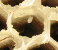 Frelon asiatique (Vespa velutina), cellule avec un oeuf en place.