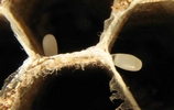 Frelon asiatique (Vespa velutina),, oeufs dans leurs cellules.
