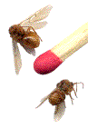 adultes d'Andricus kollari