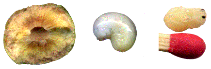 galle ouverte, larve, et nymphe d'andricus kollari