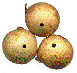 trous de sorties sur galles