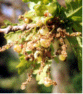 "grappe" de galles