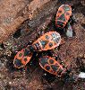 Quelques Pyrrhocoris "&eacute;gar&eacute;s"