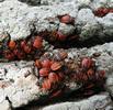 "gendarmes" (pyrrhocoris apterus), larves, photo4