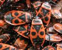 "gendarmes" (pyrrhocoris apterus) adultes, gros plan.