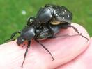Cétoine variable ou cétoine à 8 points (Gnorimus variabilis ou Gnorimus octopunctatus), accouplement, en main.