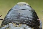 Cétoine variable ou cétoine à 8 points (Gnorimus variabilis ou Gnorimus octopunctatus), sillon abdominal du mâle, photo 4.