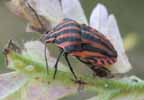 Punaise arlequin (Graphosoma italicum), jeune immago, photo 2.