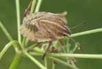 Punaise arlequin (Graphosoma italicum), 5e stade, poto 6.