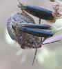 Punaise arlequin (Graposoma italicum), larve stade 5 en vue ventrale.