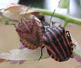 Punaise arlequin (Graphosoma italicum), larve 5e stade, et jeune imago, photo 2.