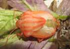 Punaise arlequin (Graphosoma italicum), mue imaginale photo 5.