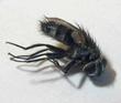 Inachis io (Paon du jour): Diptère parasite