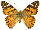 Vanessa cardui (Belle Dame) &eacute;tal&eacute;