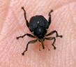 Mononychus pseudacori (forme nominative, noire)