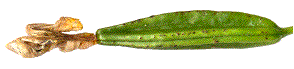 cicatrices punctiformes liées à la prise de nourriture
