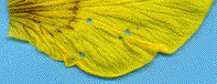 illustration de la prise de nourriture sur les fleurs