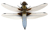 Libellula depressa mâle