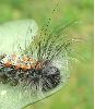 Chenille de Lithosie, détail de la tête (photo 2)