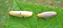 couple de Lithosie quadrille, sur le vif (photo 2)