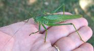 Grande sauterelle verte (photo 3)