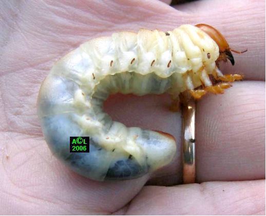le Lucane ou cerfvolant (Lucanus cervus), biologie et développement
